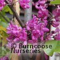 CERCIS siliquastrum 'Bodnant' 