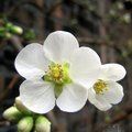 CHAENOMELES speciosa 'Nivalis' 