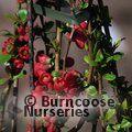 CHAENOMELES speciosa 'Rubra' 