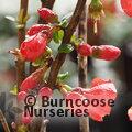CHAENOMELES speciosa 'Rubra' 