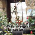 CHAENOMELES speciosa 'Rubra' 