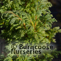 CHAMAECYPARIS pisifera 'Boulevard' 