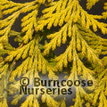 CHAMAECYPARIS lawsoniana 'Stardust' 