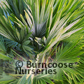 CHAMAEROPS humilis  