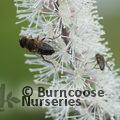 ACTAEA simplex 'Atropurpurea' 
