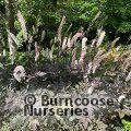 ACTAEA simplex 'Atropurpurea' 