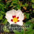 CISTUS 'Snow Fire'  