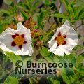CISTUS 'Snow Fire'  