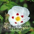 Small image of rock rose