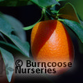 CITRUS Kumquat  