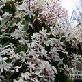 CLEMATIS armandii 'Snowdrift' 