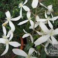 CLEMATIS armandii 'Snowdrift' 