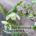 CLEMATIS cirrhosa 'Jingle Bells' 