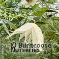 CLEMATIS cirrhosa 'Jingle Bells' 