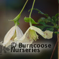 CLEMATIS cirrhosa var balearica  