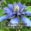 CLEMATIS 'Countess of Lovelace'  