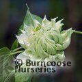 CLEMATIS 'Countess of Lovelace'  