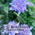 CLEMATIS 'Countess of Lovelace'  