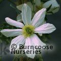 CLEMATIS 'Early Sensation'  
