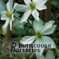 CLEMATIS 'Early Sensation'  