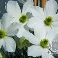 Clematis 'Early Sensation' 