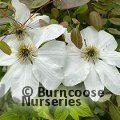 CLEMATIS 'Guernsey Cream'  