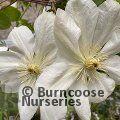 CLEMATIS 'Guernsey Cream'  