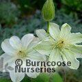 CLEMATIS 'Guernsey Cream'  