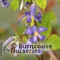 CLEMATIS heracleifolia 'Cote d'Azur' 