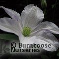 CLEMATIS 'Huldine'  