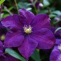 CLEMATIS 'Jackmanii Superba'  