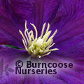 CLEMATIS 'Jackmanii Superba'  
