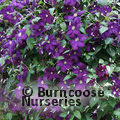 CLEMATIS 'Jackmanii Superba'  