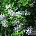 Small image of CLEMATIS