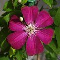 CLEMATIS 'Rouge Cardinal'  
