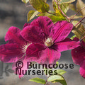 CLEMATIS 'Rouge Cardinal'  