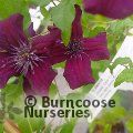 CLEMATIS viticella 'Black Prince' 