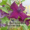 CLEMATIS viticella 'Black Prince' 