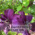 CLEMATIS viticella 'Dark Eyes' 