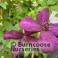 CLEMATIS viticella 'Dark Eyes' 