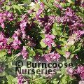 CLEMATIS viticella 'Purpurea Plena Elegans' 