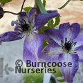 Small image of CLEMATIS