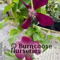 CLEMATIS 'Westerplatte'  