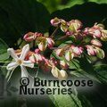 Small image of CLERODENDRUM