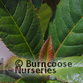 Small image of CLETHRA