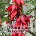 CLIANTHUS puniceus var. maximus 