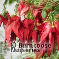 CLIANTHUS puniceus var. maximus 