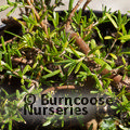 COPROSMA brunnea 'Hawera'  