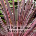 CORDYLINE australis 'Charlie Boy' 