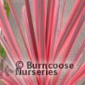 CORDYLINE australis 'Charlie Boy' 